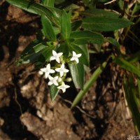 Knoxia spicata (Thwaites ex Trimen) Ridsdale
